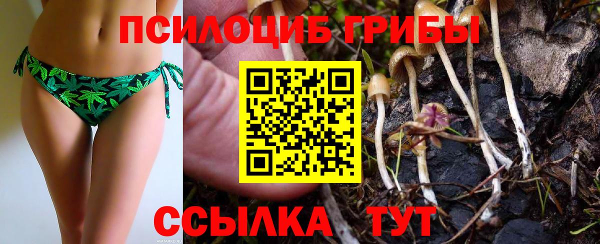 Галлюциногенные грибы Psilocybine cubensis Новомосковск